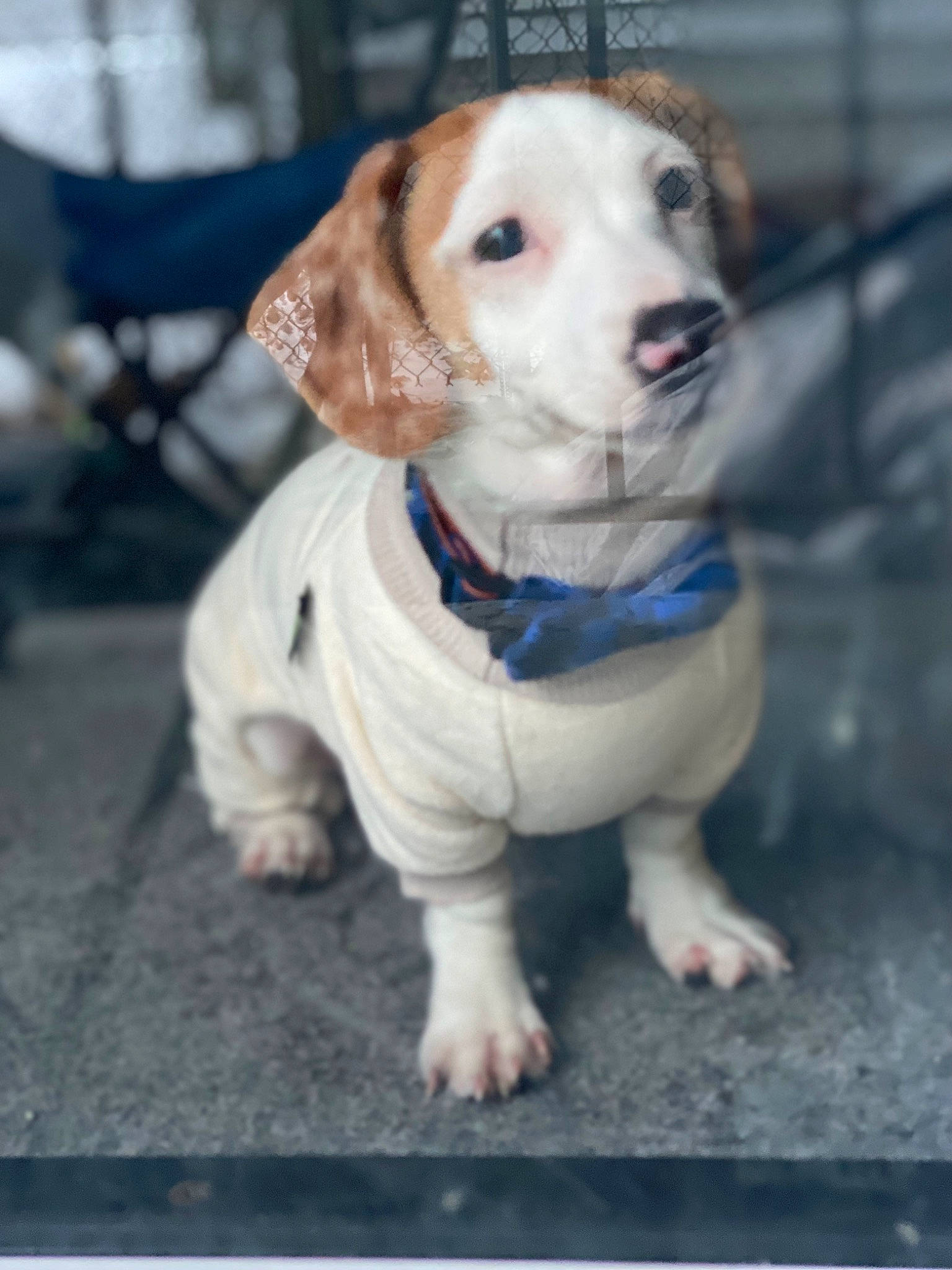 Fin is registered to the contest to win money with this photo: carnivore, chair, collar, companion_dog, dog, dog_breed, dog_clothes, dog_collar, dog_supply, fence, fur, leash, pet_supply, sitting, snout, sporting_group, toy, toy_dog, whiskers, working_animal