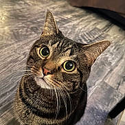 Mako joined the competition — help win amazing prizes! cat, tabby_cat, whiskers, green_eyes, big_eyes, curious, close_up, indoor, wood_floor, bed, bedding, stripes, paws, ears, nose, pet, feline, portrait, domestic, looking_up