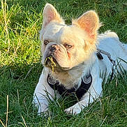 Grogu is registered to the contest to win money with this photo: animal, canine, close_up, daylight, dog, ears, expression, field, french_bulldog, fur, grass, harness, leash, nature, outdoor, pet, sitting, snout, sunlight, white_dog