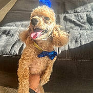 Carter joined the competition — help win amazing prizes! dog, curly_fur, bow_tie, blue_accessory, pet, indoor, carpet, couch, hand, happy, tongue_out, small_dog, living_room, sunlight, shadow, fur, cute, smiling, portrait, toy_poodle