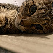 Snow a rejoint le concours — aidez-le/la à gagner de superbes lots ! cat, tabby, close_up, fur, whiskers, eyes, animal, pet, lying_down, wood_surface, curious, indoor, soft_light, texture, mammal, cute, resting, portrait, feline, domestic_cat