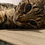 cat, tabby, close_up, fur, whiskers, eyes, animal, pet, lying_down, wood_surface, curious, indoor, soft_light, texture, mammal, cute, resting, portrait, feline, domestic_cat
