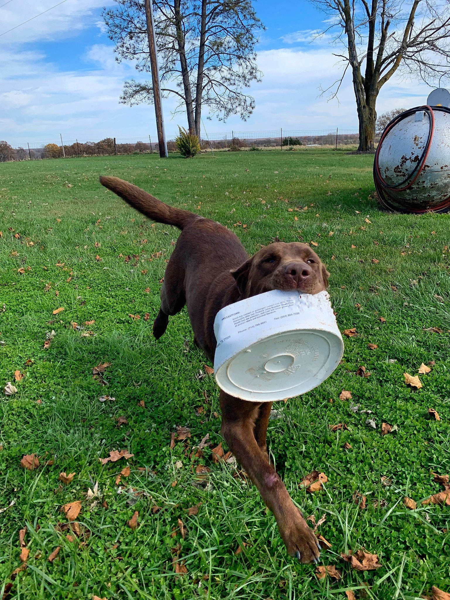 Rooster is registered to the contest to win money with this photo: ball, canidae, carnivore, chesapeake_bay_retriever, disc_dog, dog, dog_breed, flying_disc, grass, hunting_dog, leg, liver, sporting_group, tail