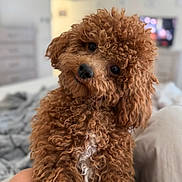 Fredee is registered to the contest to win money with this photo: dog, curly_hair, brown_dog, pet, cute, fluffy, indoors, bed, cozy, fur, animal, head_tilt, close_up, companion, domestic_animal, friendly, portrait, canine, curly_fur, white_patch