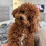 dog, curly_hair, brown_dog, pet, cute, fluffy, indoors, bed, cozy, fur, animal, head_tilt, close_up, companion, domestic_animal, friendly, portrait, canine, curly_fur, white_patch