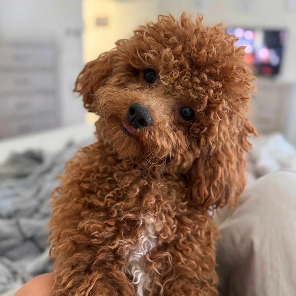 Fredee is registered to the contest to win money with this photo: dog, curly_hair, brown_dog, pet, cute, fluffy, indoors, bed, cozy, fur, animal, head_tilt, close_up, companion, domestic_animal, friendly, portrait, canine, curly_fur, white_patch