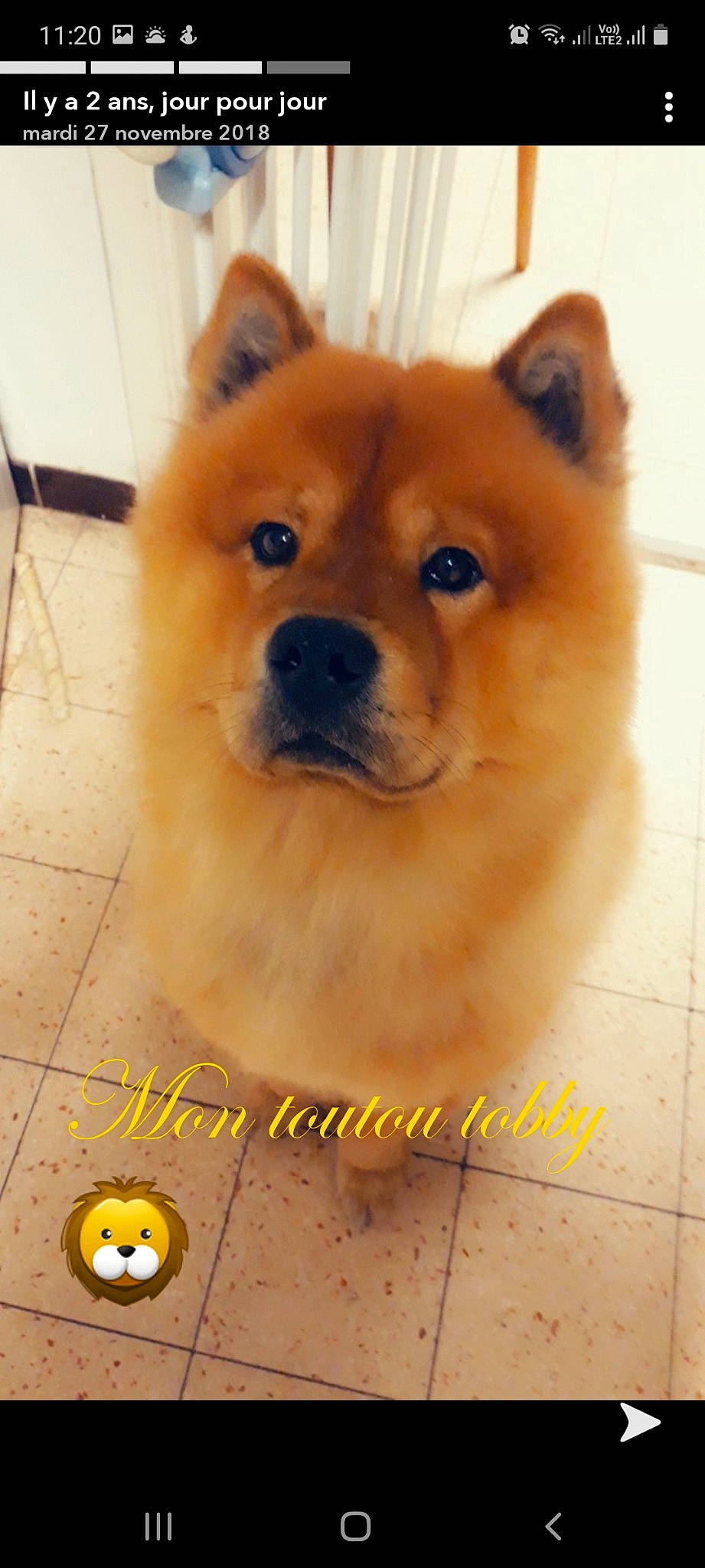 Tobby a rejoint le concours — aidez-le/la à gagner de superbes lots ! brown, canidae, carnivore, companion_dog, dog, dog_breed, dog_supply, emoticon, floor, flooring, non_sporting_group, pet_supply, photo_caption, snout, tile, toy, vertebrate, whiskers, working_animal, yellow