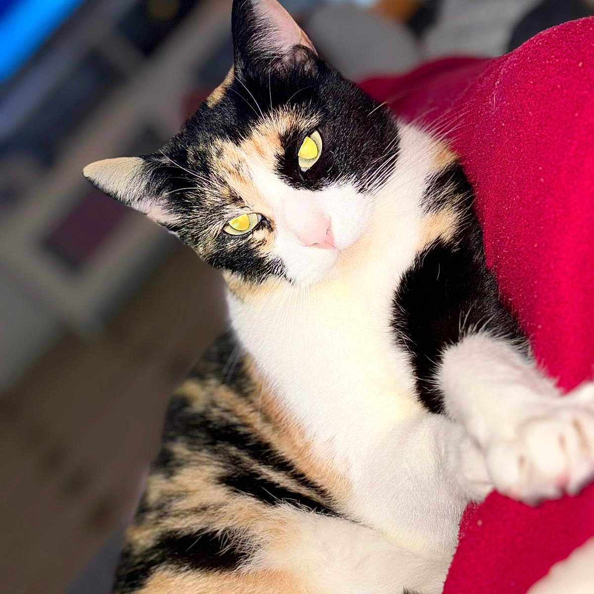 Ana