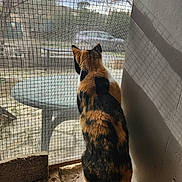 Ana a rejoint le concours — aidez-le/la à gagner de superbes lots ! cat, calico_cat, animal, pet, back_view, sitting, window, wire_mesh, outdoor, sunlight, shadows, street, neighborhood, watching, fur, orange_fur, black_fur, white_paws, balcony, candid_photography