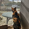 cat, calico_cat, animal, pet, back_view, sitting, window, wire_mesh, outdoor, sunlight, shadows, street, neighborhood, watching, fur, orange_fur, black_fur, white_paws, balcony, candid_photography
