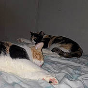 Gaïa a rejoint le concours — aidez-le/la à gagner de superbes lots ! cat, cats, sleeping, resting, bed, bedroom, blanket, bedding, calico_cat, orange_and_white_cat, black_and_white_cat, fur, paws, pink_paw_pads, curled_up, lying_down, indoor, home, relaxed, pet