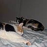 cat, cats, sleeping, resting, bed, bedroom, blanket, bedding, calico_cat, orange_and_white_cat, black_and_white_cat, fur, paws, pink_paw_pads, curled_up, lying_down, indoor, home, relaxed, pet
