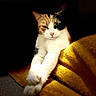 Gaïa participe au concours pour gagner de l'argent avec cette photo : cat, calico_cat, pet, animal, feline, white_fur, orange_fur, black_fur, green_eyes, whiskers, ears, paws, stretched, lying_down, blanket, golden_blanket, indoor, cozy, portrait, dramatic_lighting