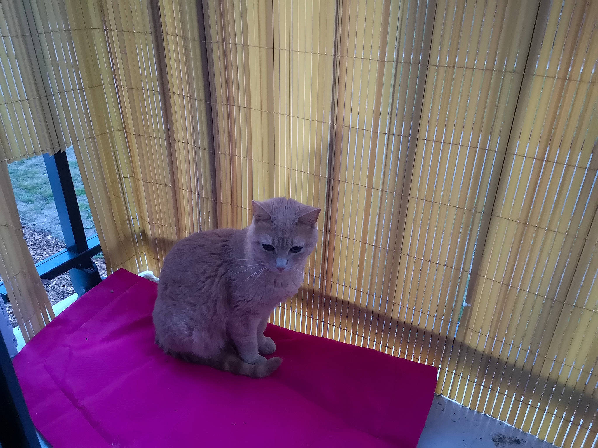 Flamme   participe au concours pour gagner de l'argent avec cette photo : british_semi_longhair, british_shorthair, carnivore, cat, chartreux, domestic_short_haired_cat, felidae, korat, mammal, nebelung, russian_blue, small_to_medium_sized_cats, vertebrate, whiskers