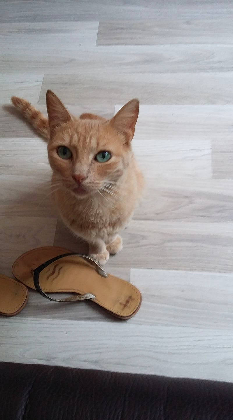 Flamme   a rejoint le concours — aidez-le/la à gagner de superbes lots ! aegean_cat, arabian_mau, asian, australian_mist, burmilla, carnivore, cat, domestic_short_haired_cat, european_shorthair, fawn, felidae, kitten, mammal, ojos_azules, paw, singapura, small_to_medium_sized_cats, tabby_cat, tail, whiskers