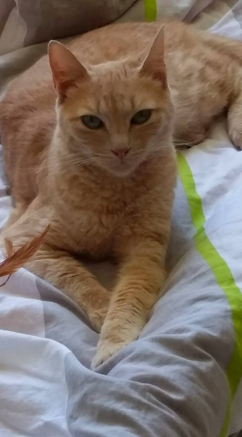 Flamme   a rejoint le concours — aidez-le/la à gagner de superbes lots ! carnivore, cat, comfort, domestic_short_haired_cat, fawn, felidae, fur, small_to_medium_sized_cats, snout, tail, terrestrial_animal, whiskers