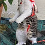 Nala participe au concours pour gagner de l'argent avec cette photo : animal, cat, curious, cute, feline, fur, garden, green_leaves, harness, kitten, nature, outdoor, pet, plant, playful, small, standing, wall, whiskers, young_cat
