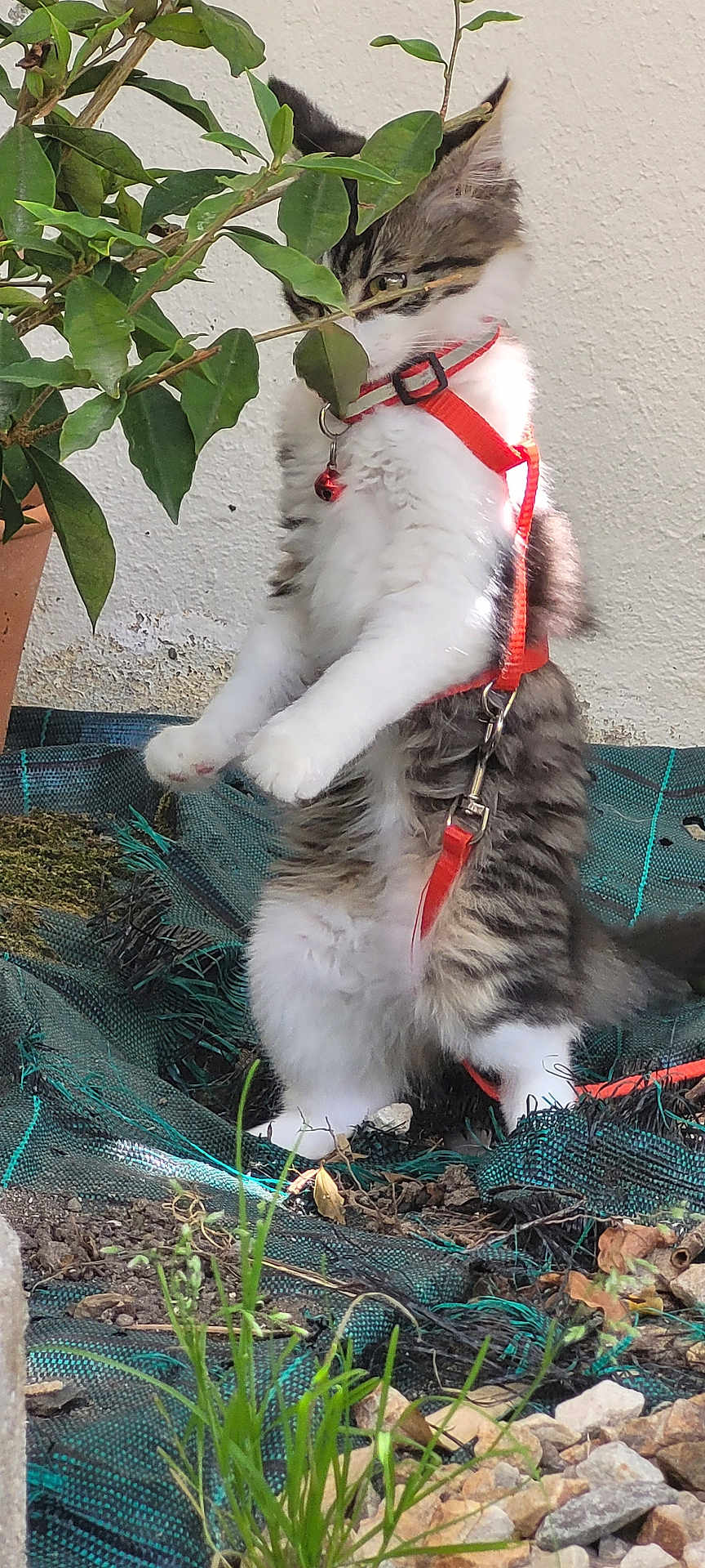 Nala