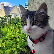 Nala a rejoint le concours — aidez-le/la à gagner de superbes lots ! bell, building, cat, collar, curious, domestic_animal, feline, fluffy, greenery, herbs, house, nature, outdoor, pet, plant, sky, white, window, windowsill, young_cat