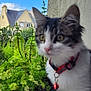 bell, building, cat, collar, curious, domestic_animal, feline, fluffy, greenery, herbs, house, nature, outdoor, pet, plant, sky, white, window, windowsill, young_cat