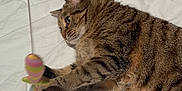 Salem is registered to the contest to win money with this photo: cat, tabby, playing, toy, bed, white_bed_sheet, indoor, pet, fur, paws, striped, brown, relaxed, cute, animal, domestic_cat, focus, whiskers, claws, resting