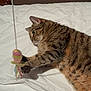 cat, tabby, playing, toy, bed, white_bed_sheet, indoor, pet, fur, paws, striped, brown, relaxed, cute, animal, domestic_cat, focus, whiskers, claws, resting