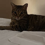 Salem joined the competition — help win amazing prizes! cat, tabby, pet, animal, indoor, bed, white_sheet, fur, whiskers, ears, relaxed, lying_down, domestic_cat, cute, feline, resting, home, cozy, soft_light, curious_eyes