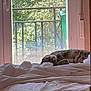 Salem is registered to the contest to win money with this photo: cat, bed, blanket, window, glass_door, indoor, sleeping, nap, greenery, plants, nature, quiet, relaxation, furniture, sunlight, home, cozy, peaceful, domestic, resting