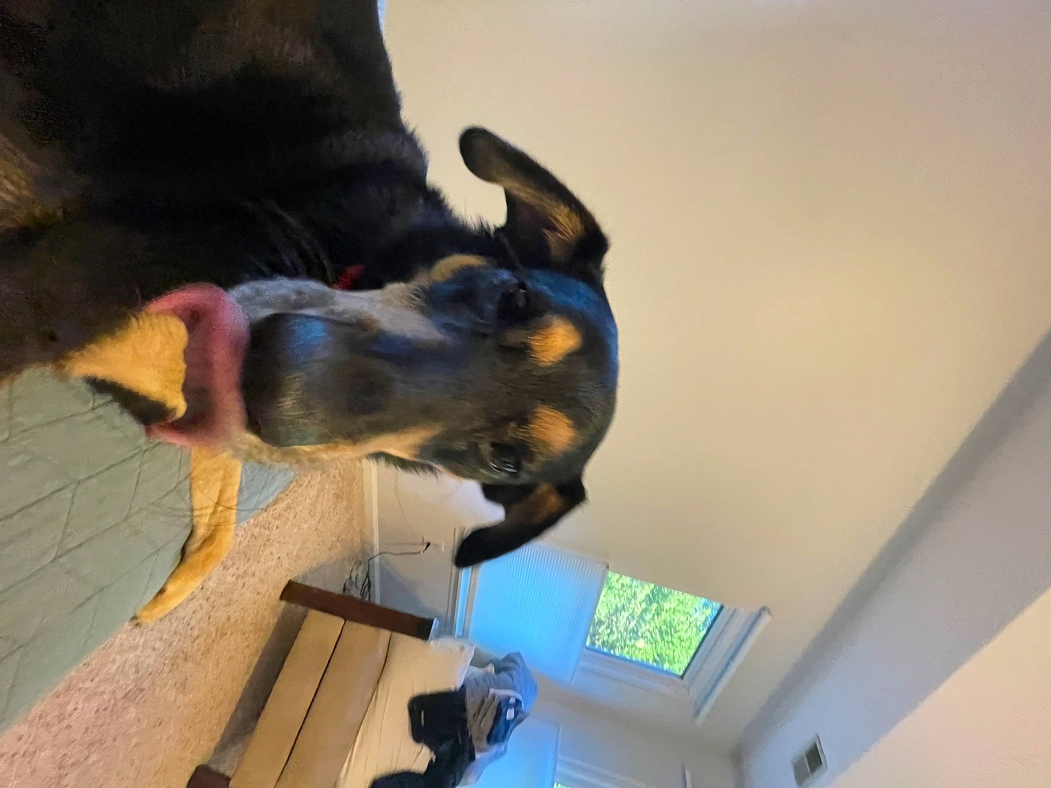 Nala is registered to the contest to win money with this photo: carnivore, ceiling, collar, companion_dog, dog, dog_breed, guard_dog, plant, tail, window, working_animal, working_dog