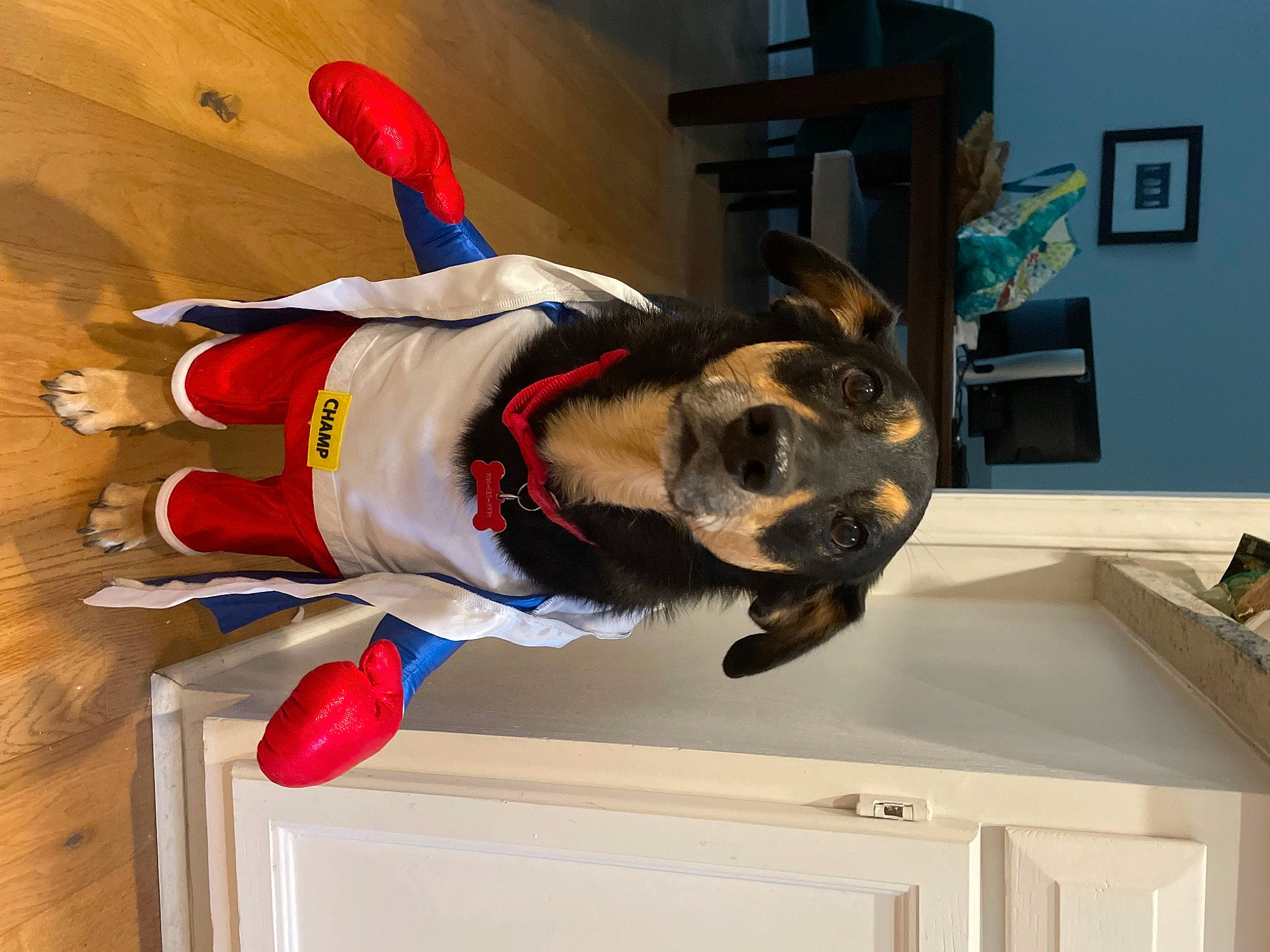 Nala is registered to the contest to win money with this photo: canidae, carnivore, collar, companion_dog, dog, dog_breed, dog_clothes, dog_supply, fawn, flooring, fur, houseplant, personal_protective_equipment, picture_frame, room, sporting_group, sportswear, window, wood