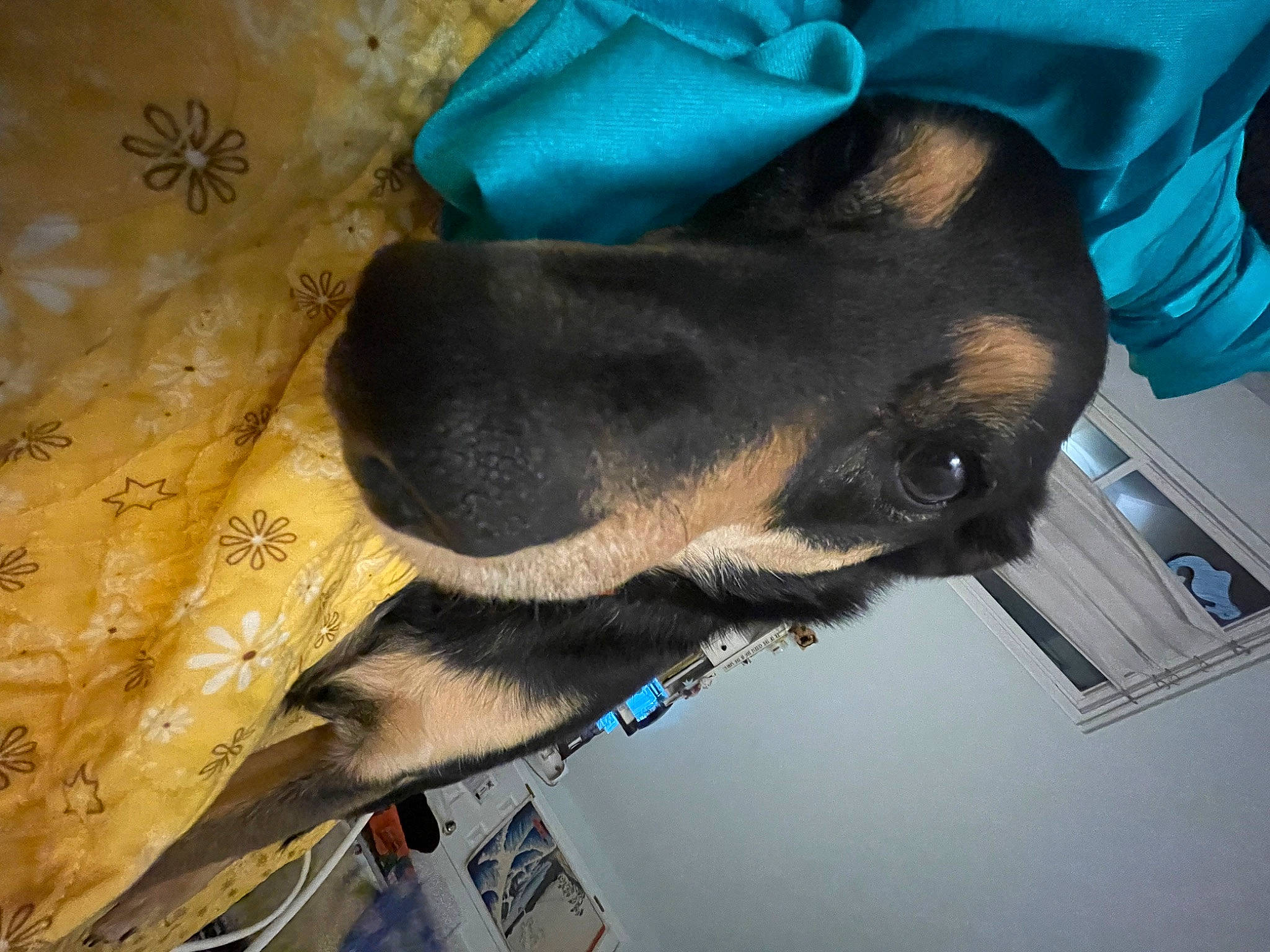 Nala joined the competition — help win amazing prizes! blue, canidae, carnivore, collar, comfort, companion_dog, dog, dog_breed, electric_blue, fashion_accessory, fawn, guard_dog, hat, jaw, non_sporting_group, pet_supply, snout, sporting_group, working_animal, working_dog