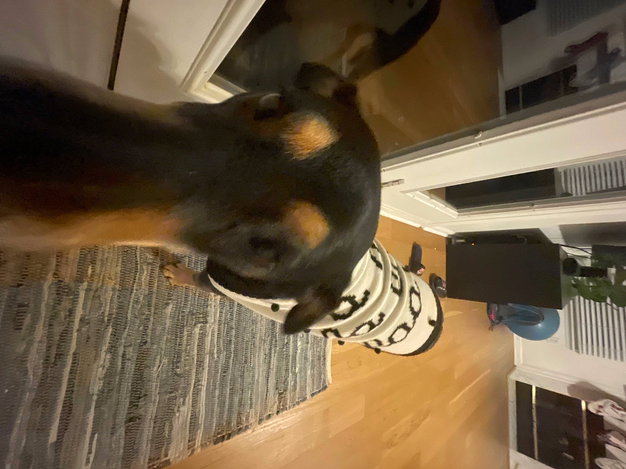 Nala joined the competition — help win amazing prizes! canidae, carnivore, companion_dog, dog, dog_breed, ear, fawn, flooring, gesture, guard_dog, hardwood, human_leg, jaw, liver, snout, sporting_group, tail, terrestrial_animal, wood, working_animal