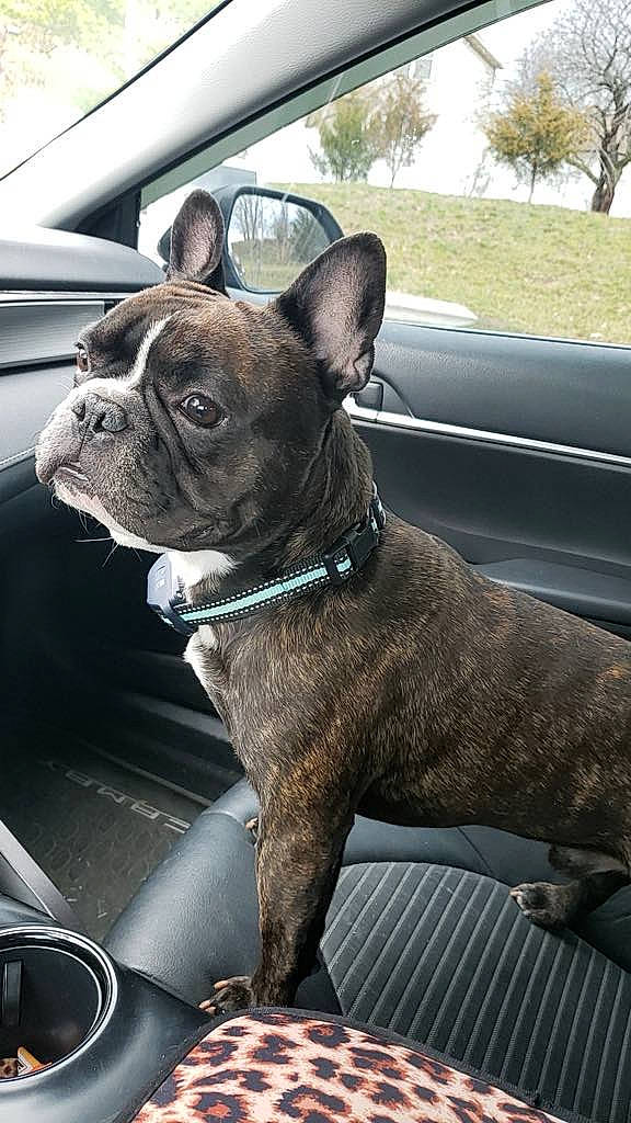 Flash is registered to the contest to win money with this photo: bulldog, canidae, car, car_seat, carnivore, collar, companion_dog, dog, dog_breed, dog_collar, fawn, liver, motor_vehicle, snout, sporting_group, vehicle, vehicle_door, whiskers, working_animal, wrinkle