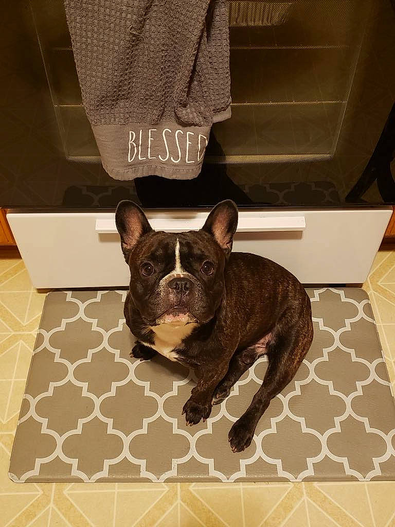 Flash is registered to the contest to win money with this photo: boston_terrier, brown, bulldog, canidae, carnivore, companion_dog, dog, dog_breed, ear, fawn, flooring, french_bulldog, hardwood, non_sporting_group, snout, sporting_group, terrestrial_animal, toy_dog, whiskers, working_animal