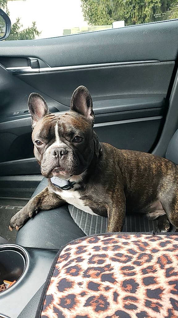 Flash joined the competition — help win amazing prizes! bulldog, canidae, carnivore, collar, comfort, companion_dog, dog, dog_breed, dog_collar, fawn, french_bulldog, plate, recipe, snout, sporting_group, tableware, terrestrial_animal, toy_dog, whiskers, working_animal