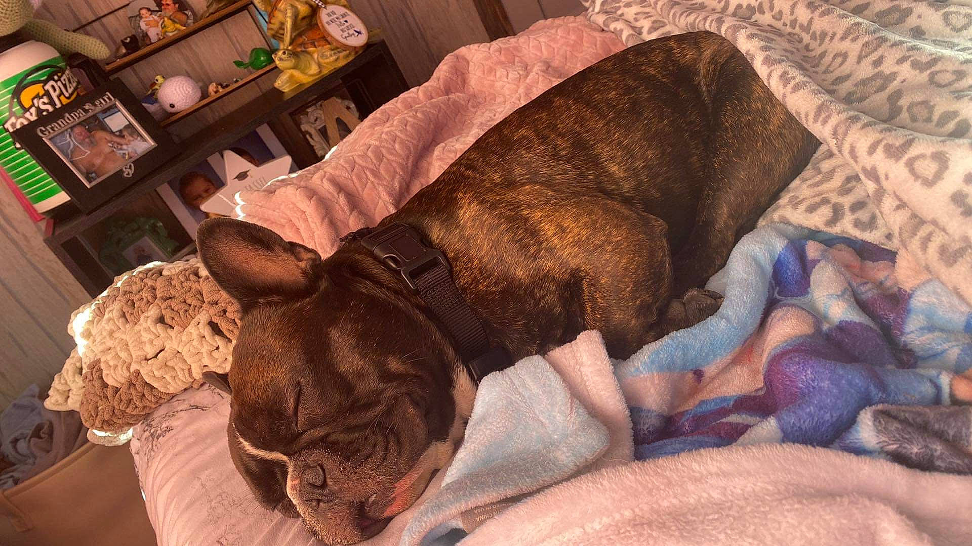 Flash is registered to the contest to win money with this photo: brown, canidae, carnivore, comfort, companion_dog, dog, dog_breed, ear, fawn, felidae, fur, linens, liver, nap, room, snout, sporting_group, whiskers, working_animal, wrinkle