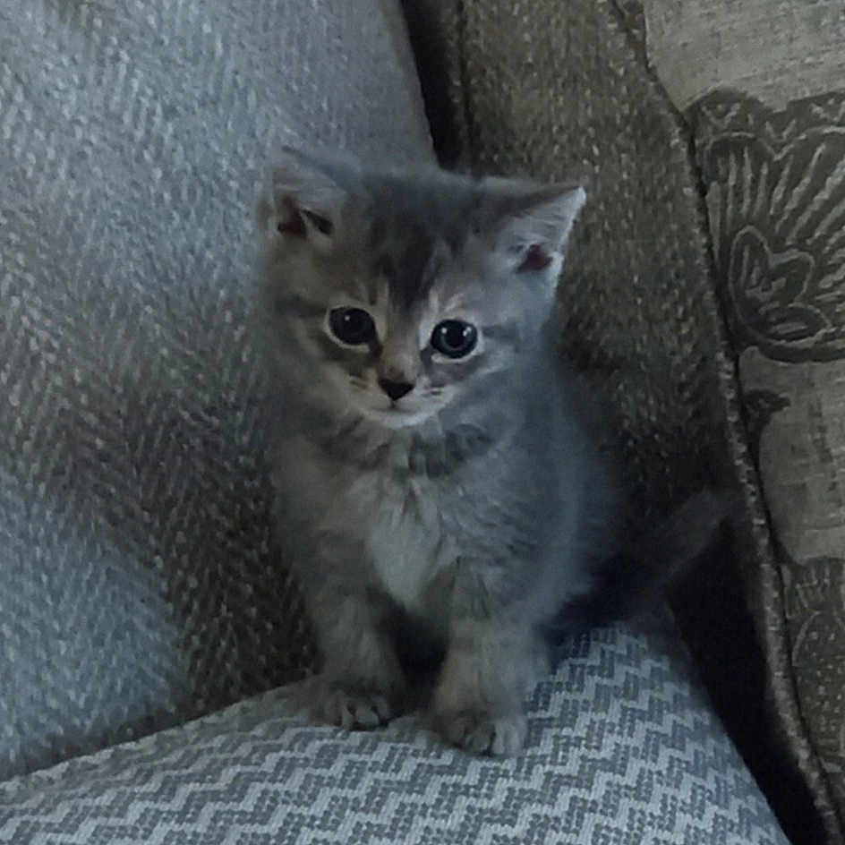 Gracie joined the competition — help win amazing prizes! abyssinian, angora, animal, armchair, cat, chair, couch, cushion, furniture, gray, homedecor, kitten, linen, manx, pet, siamese, slate