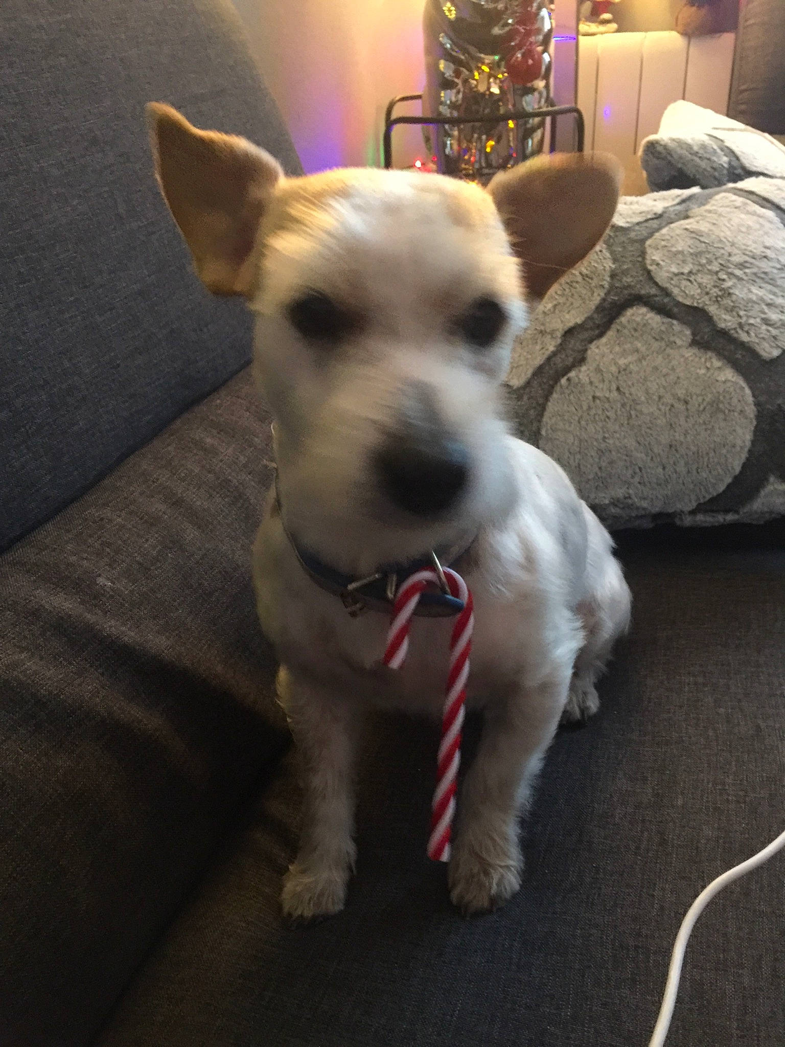 Guizmo participe au concours pour gagner de l'argent avec cette photo : canidae, carnivore, companion_dog, dog, dog_breed, fox_terrier, mammal, puppy, rare_breed_dog, snout, sporting_lucas_terrier, vertebrate, west_highland_white_terrier