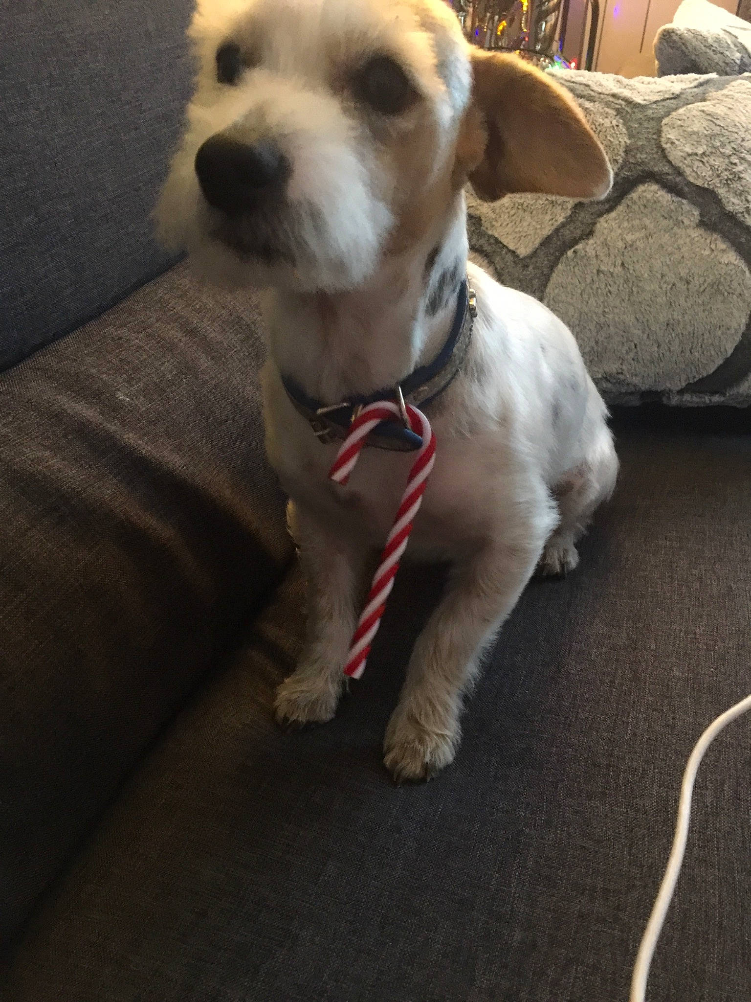 Guizmo a rejoint le concours — aidez-le/la à gagner de superbes lots ! canidae, carnivore, companion_dog, dog, dog_breed, fawn, mammal, parson_russell_terrier, puppy, puppy_love, rare_breed_dog, snout, sporting_group, vertebrate, west_highland_white_terrier