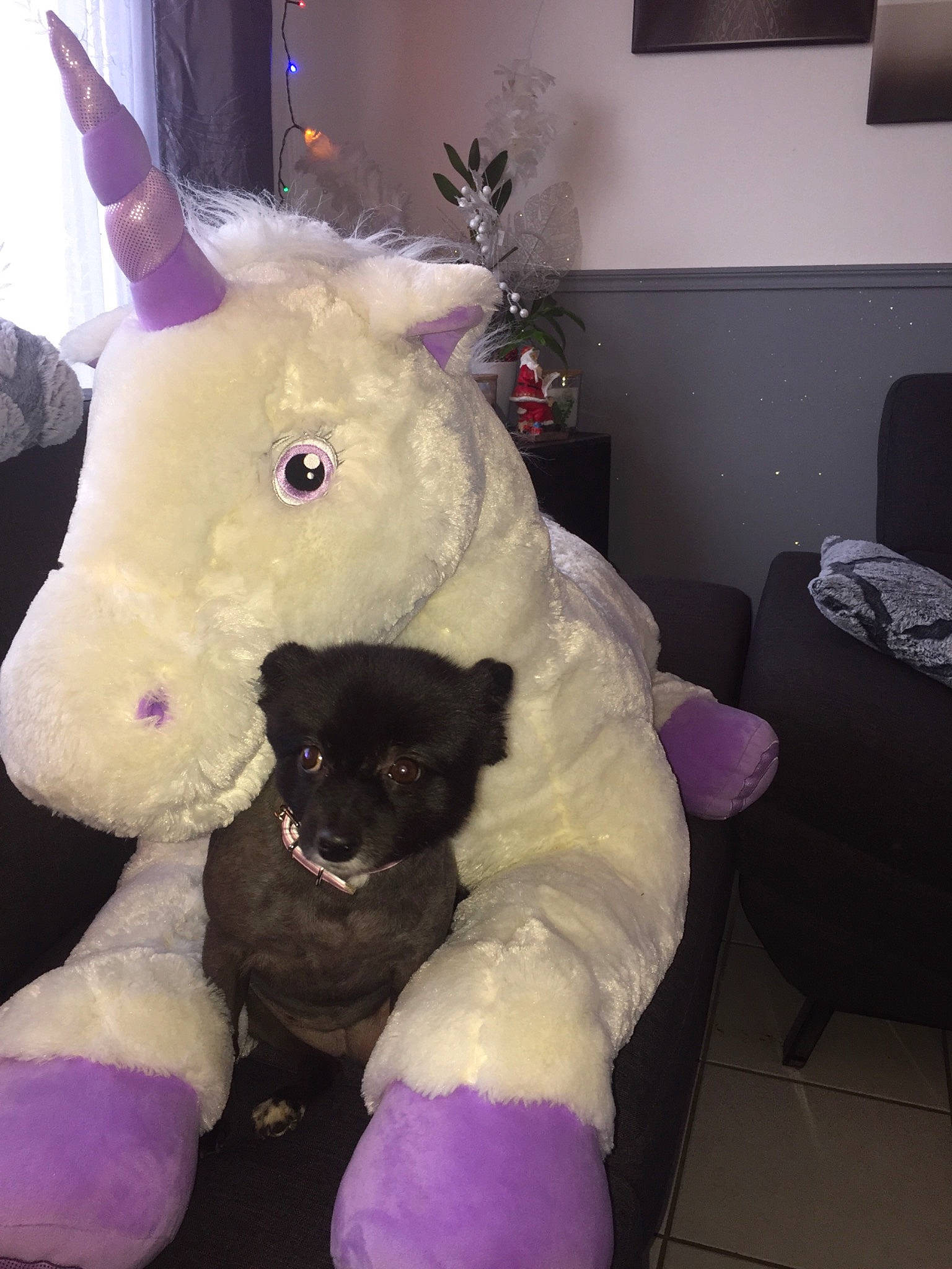 Bloom a rejoint le concours — aidez-le/la à gagner de superbes lots ! bull_terrier, canidae, dog, fawn, fictional_character, fur, non_sporting_group, plush, purple, stuffed_toy, textile, toy, unicorn