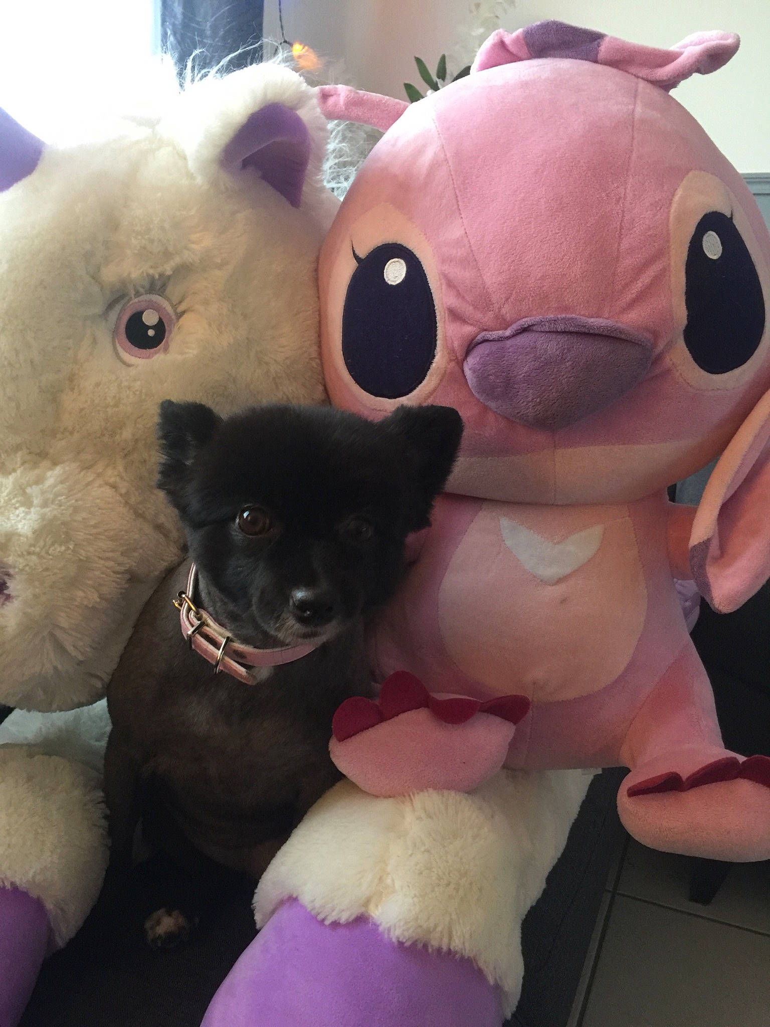 Bloom a rejoint le concours — aidez-le/la à gagner de superbes lots ! canidae, carnivore, companion_dog, dog, dog_breed, dog_toy, fawn, fur, non_sporting_group, nose, pink, plush, pug, puppy, skin, snout, stuffed_toy, teddy_bear, textile, toy