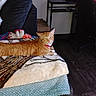 cat, orange_tabby, pet, feline, animal, lying_down, stretched_out, red_collar, bed, blanket, pillows, plush_toys, bedroom, home_office, desk, gaming_chair, computer_setup, wood_floor, indoors, portrait