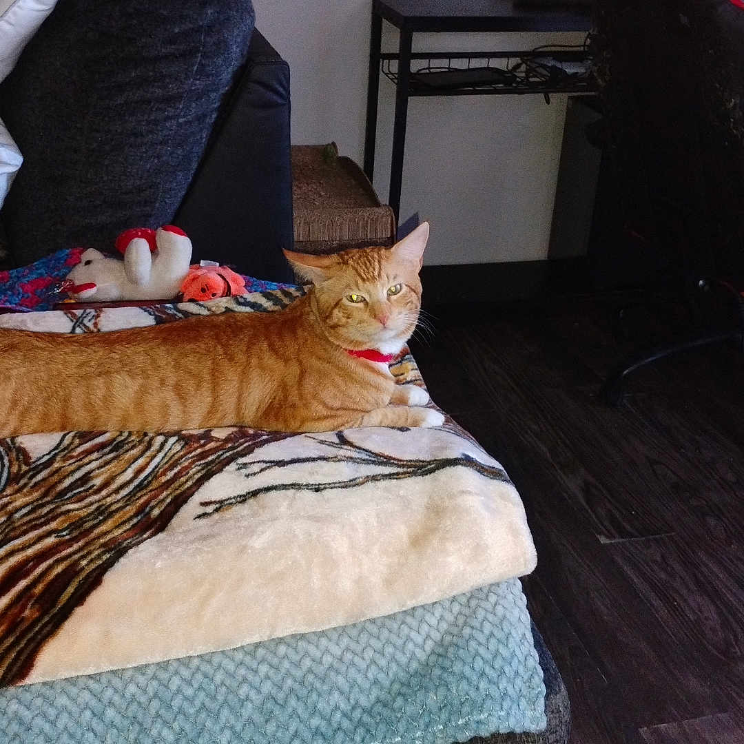 Tigger is registered to the contest to win money with this photo: cat, orange_tabby, pet, feline, animal, lying_down, stretched_out, red_collar, bed, blanket, pillows, plush_toys, bedroom, home_office, desk, gaming_chair, computer_setup, wood_floor, indoors, portrait
