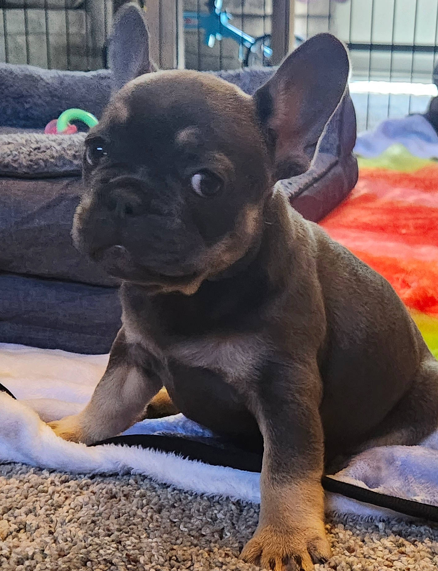 Molly is registered to the contest to win money with this photo: bulldog, canidae, carnivore, companion_dog, dog, dog_breed, ear, fawn, french_bulldog, fur, grass, liver, molosser, snout, sporting_group, terrestrial_animal, toy_dog, whiskers, working_animal, wrinkle