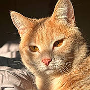 Osiris participe au concours pour gagner de l'argent avec cette photo : cat, ginger_cat, orange_cat, feline, pet, portrait, close_up, whiskers, golden_eyes, pink_nose, ears, fur, cozy, sunlight, indoor, bedding, blanket, relaxed, domestic_animal, sleepy