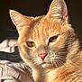 cat, ginger_cat, orange_cat, feline, pet, portrait, close_up, whiskers, golden_eyes, pink_nose, ears, fur, cozy, sunlight, indoor, bedding, blanket, relaxed, domestic_animal, sleepy