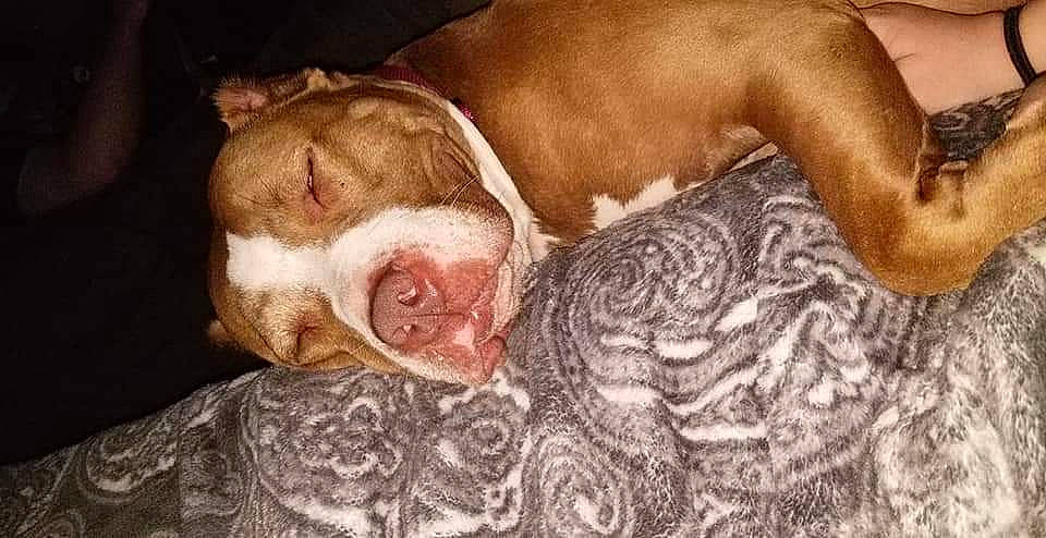 Clementine is registered to the contest to win money with this photo: art, canidae, carnivore, chest, comfort, companion_dog, dog, dog_breed, fawn, flesh, fur, liver, non_sporting_group, sleep, snout, sporting_group, terrestrial_animal, whiskers, wrinkle