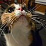 cat, calico_cat, close_up, whiskers, pink_nose, fur, indoor, pet, animal, curious, looking_up, face, muzzle, domestic_cat, feline, tabby, household, soft_fur, close_range, portrait