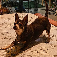 Prescott is registered to the contest to win money with this photo: dog, chihuahua, pet, bed, blanket, indoor, stretch, playful, small_dog, brown_fur, ears, tail, paws, furniture, home, carpet, floral_pattern, animal, cute, looking_up