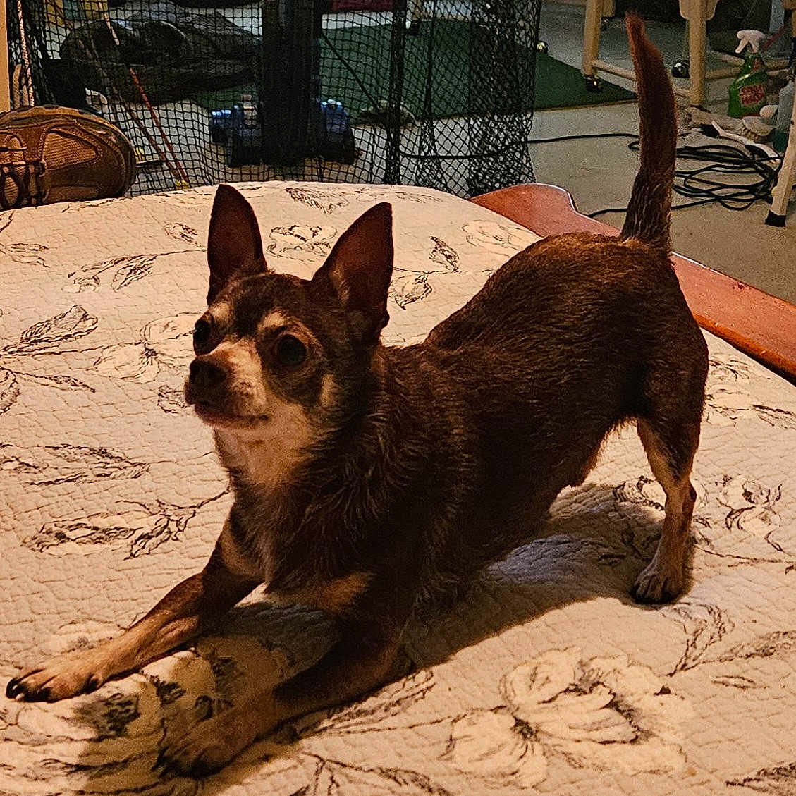 Prescott is registered to the contest to win money with this photo: animal, bed, blanket, brown_fur, carpet, chihuahua, cute, dog, ears, floral_pattern, furniture, home, indoor, looking_up, paws, pet, playful, small_dog, stretch, tail